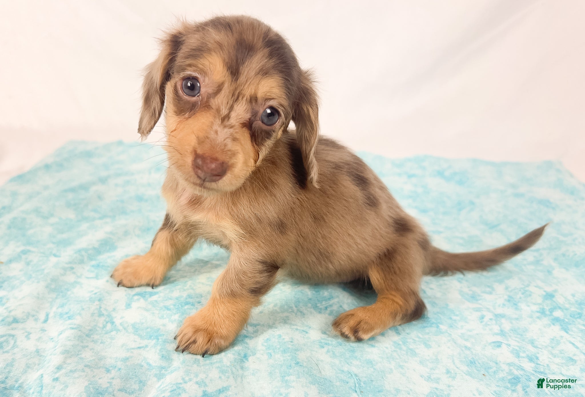 Miniature Dachshund dogs Hot fudge - Ad 32