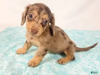 Miniature Dachshund dogs Hot fudge - Ad 32