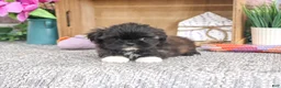 Shih Tzu dogs for sale: Harriet - Ad 4
