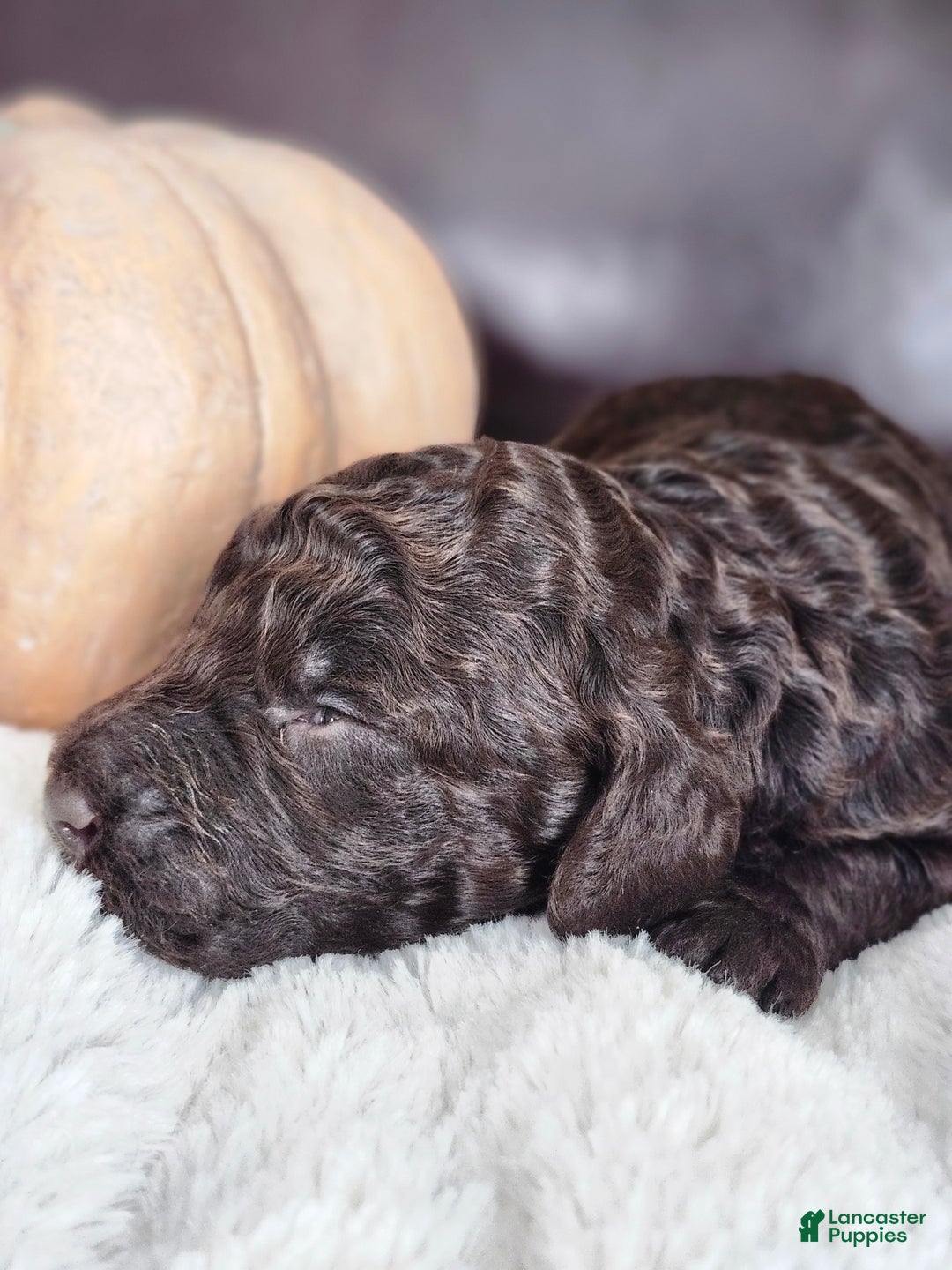 Labradoodle dogs for sale: Noel - Ad 5