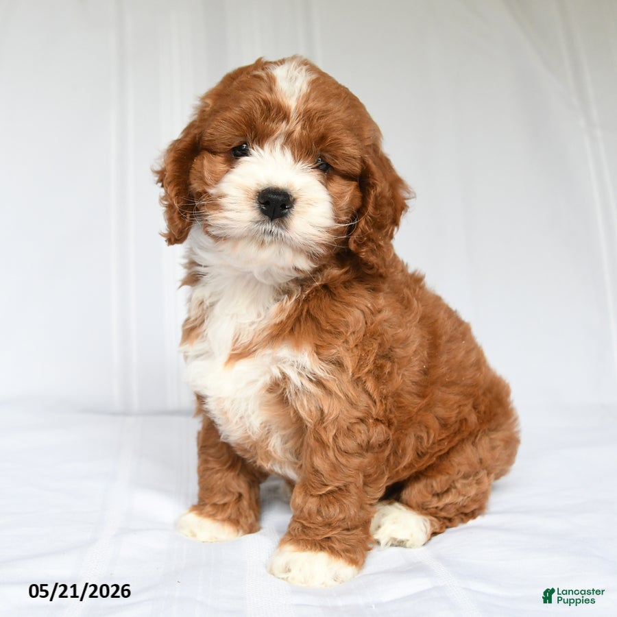 Cockapoo dogs Jayna - Ad 2