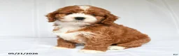 Cockapoo dogs for sale: Jayna - Ad 2