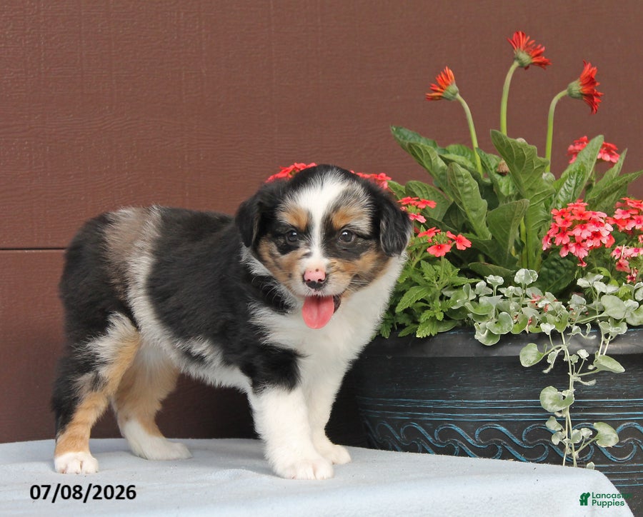 Miniature Australian Shepherd dogs Alice - Ad 1
