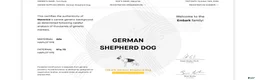 German Shepherd dogs for sale: Toes - Ad 10