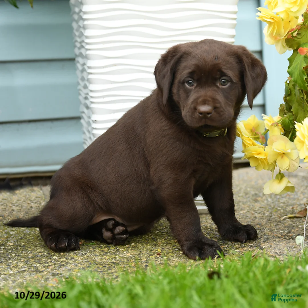 Labrador Retriever dogs for sale: Carolina - Ad 2