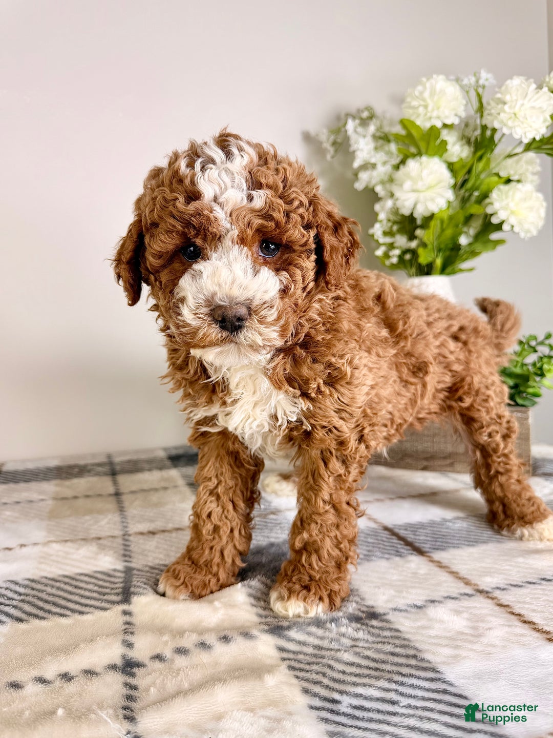 Goldendoodle dogs for sale: Calvin - Ad 2