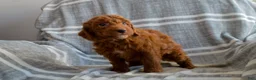 Miniature Poodle dogs for sale: Meredith - Ad 4