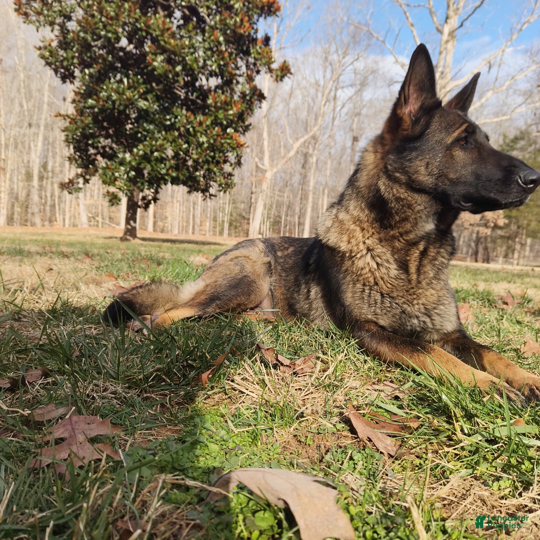 German Shepherd dogs for sale: German Shepherd Puppy "Big Fluffy" - Ad 4