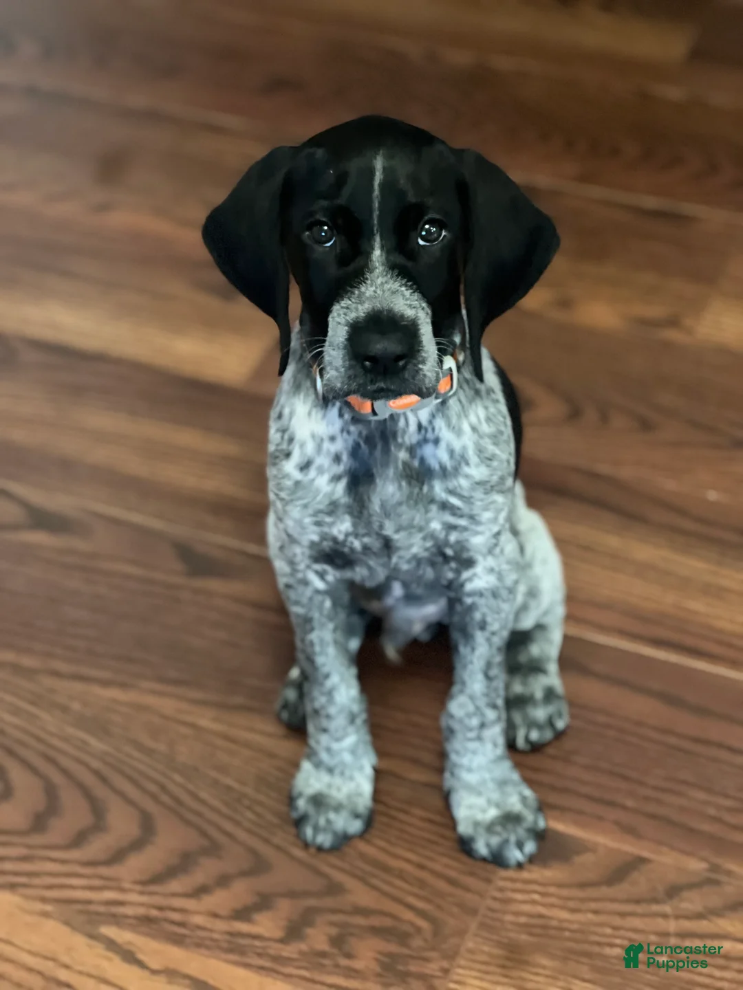 German Shorthaired Pointer dogs for sale: Diesel - Ad 1