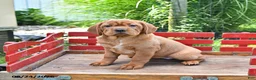 Mini Hippo dogs for sale: Missie - Ad 10