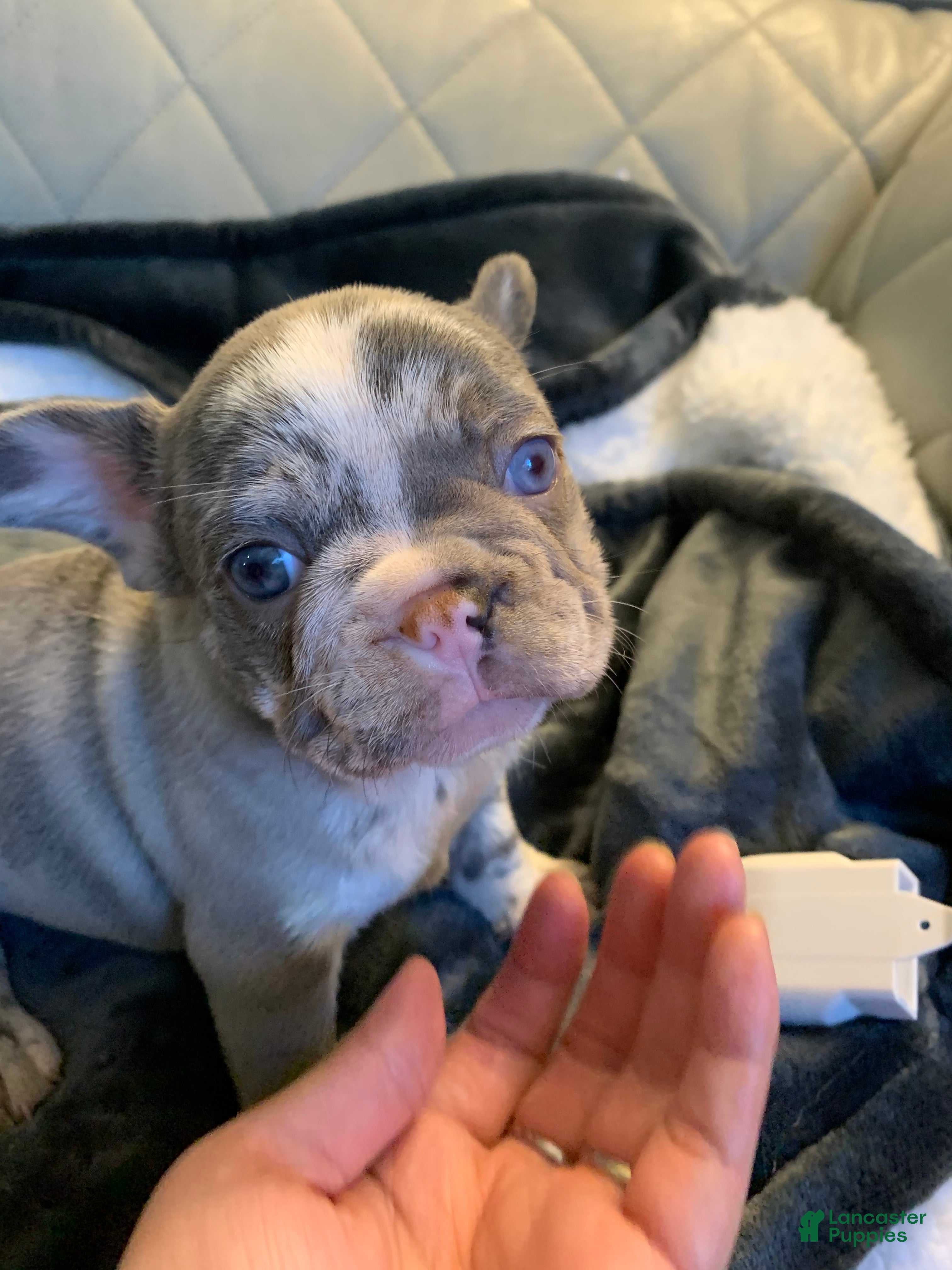 French Bulldog dogs French Bulldog 7 - Ad 7
