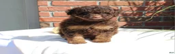 Miniature Poodle dogs for sale: Suzy - Ad 5