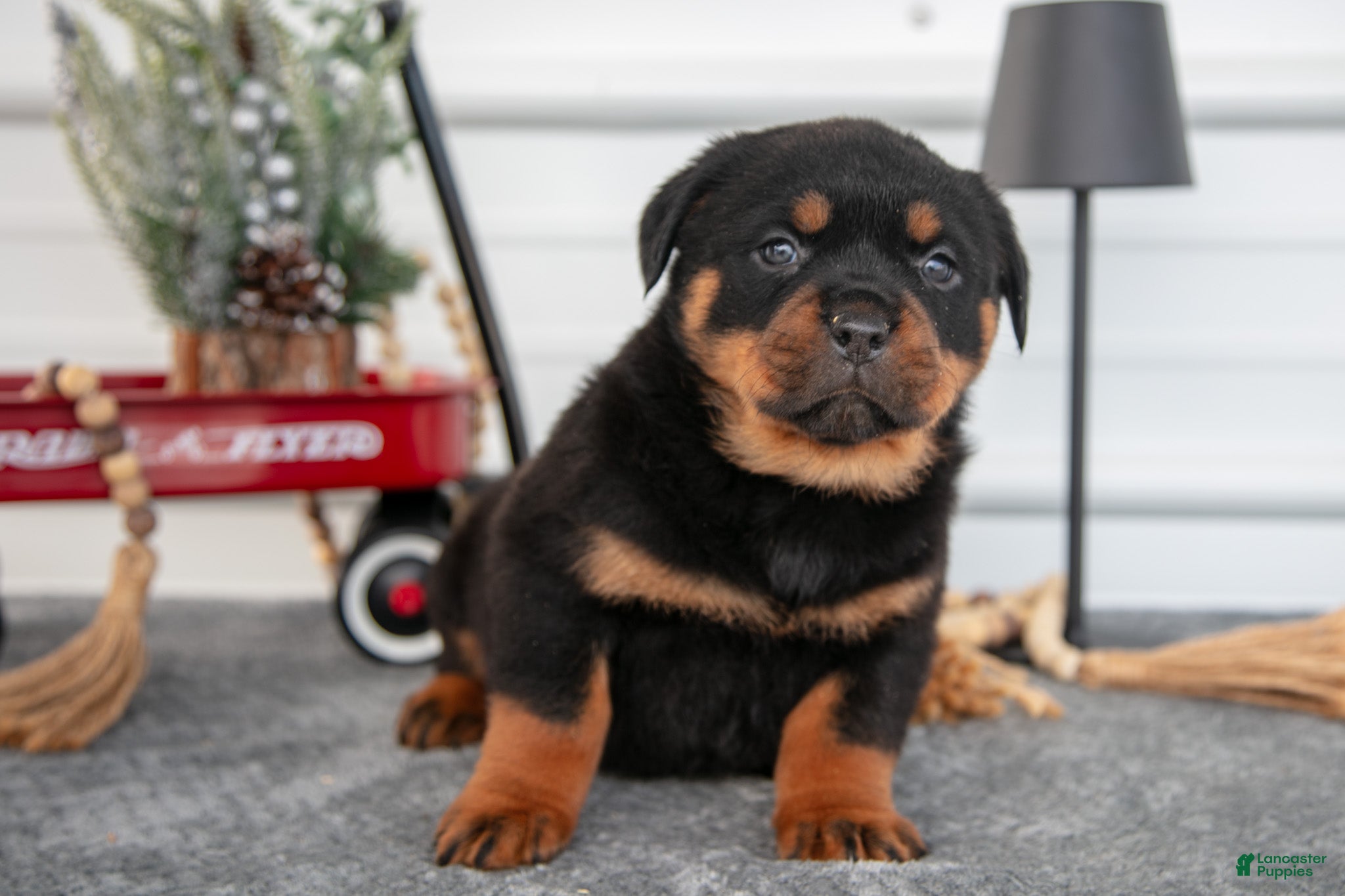 Rottweiler dogs Hannah - Ad 35