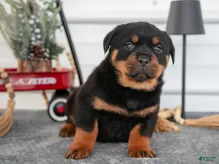 Rottweiler dogs Hannah - Ad 21
