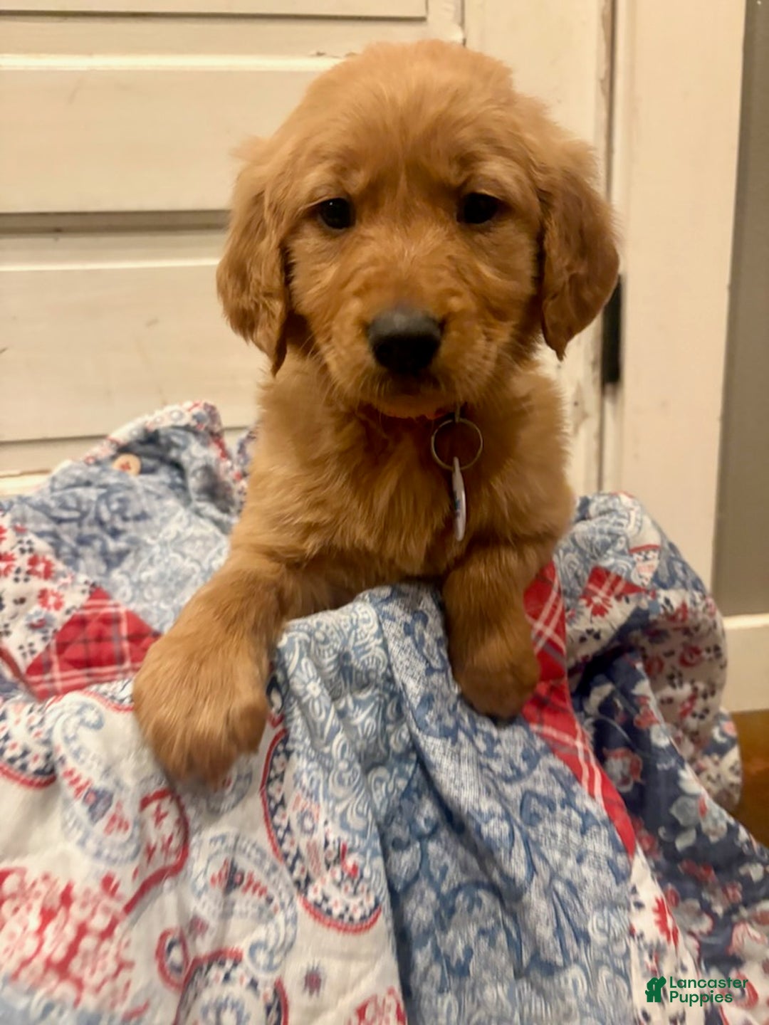 Golden Retriever dogs for sale: Finley - Ad 4