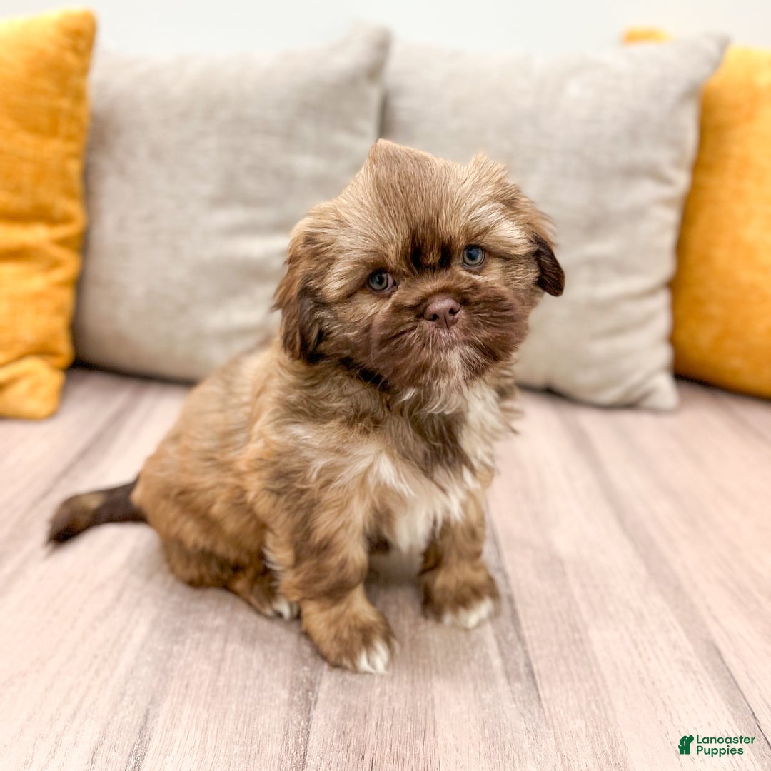 Shih Tzu dogs for sale: Champ - Ad 6