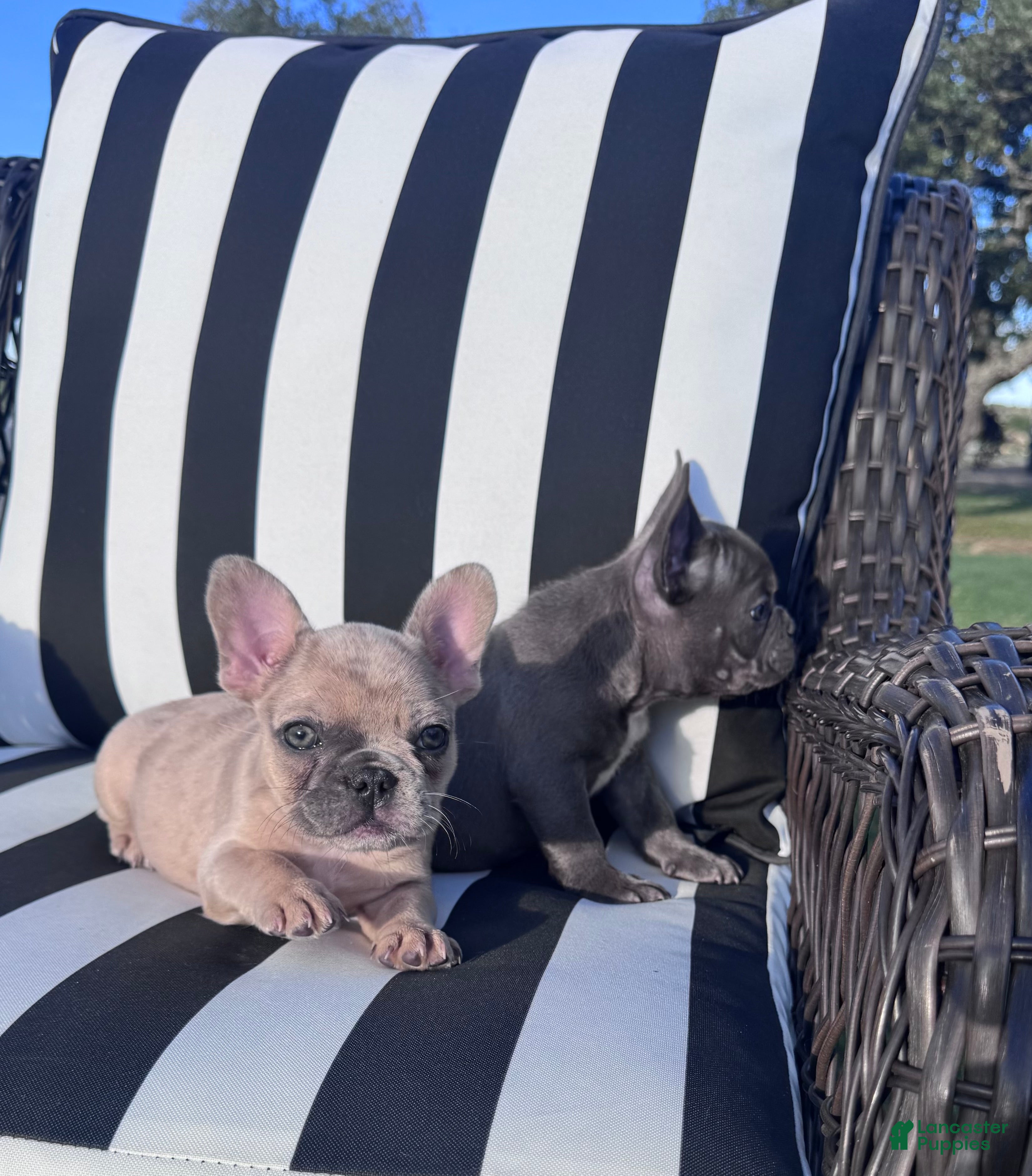 French Bulldog dogs for sale: French Bulldog 4 - Ad 2