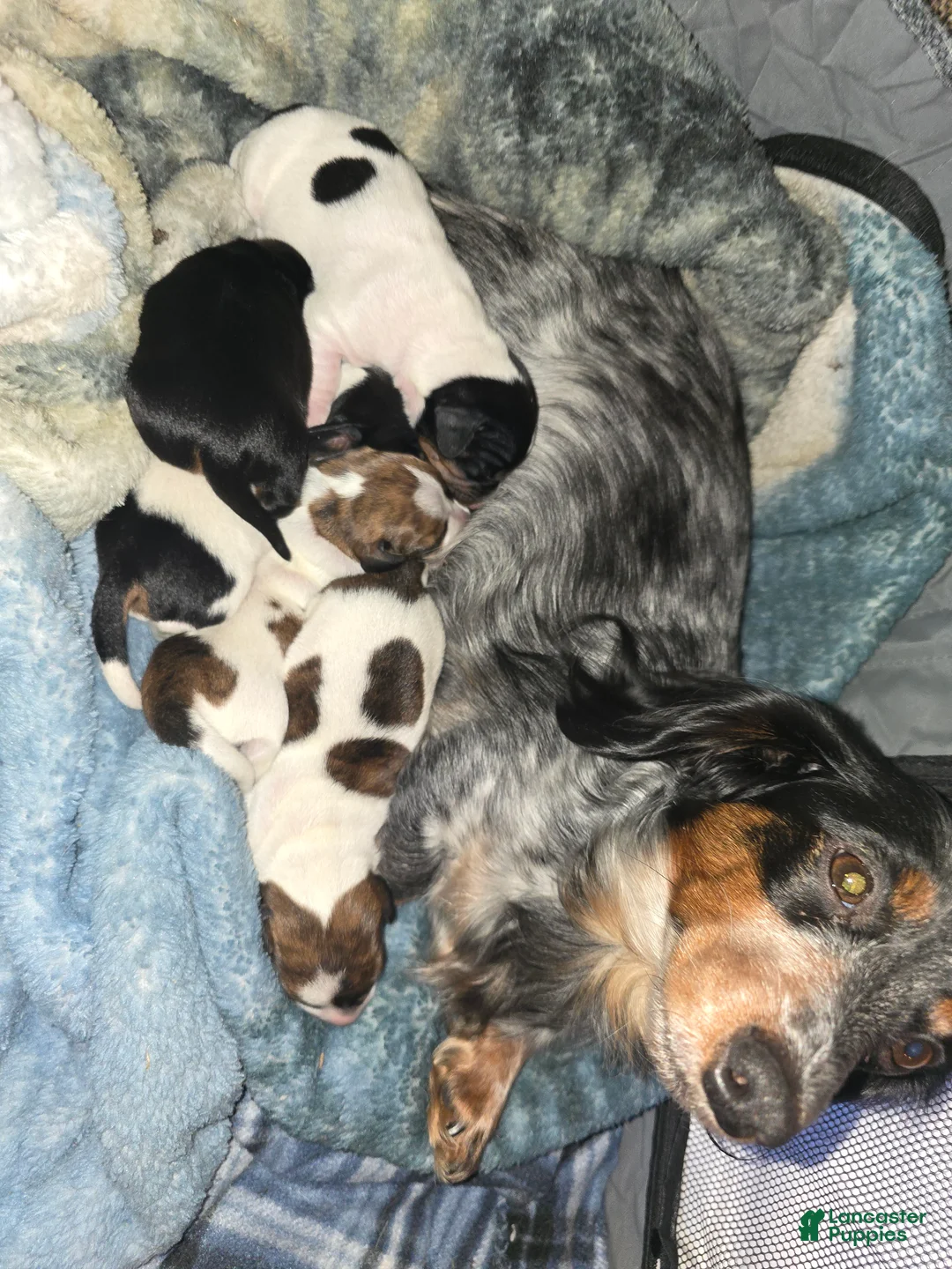Dachshund dogs for sale: Hollee - mini - Ad 10
