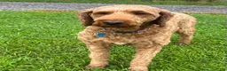 Irish Doodle dogs for sale: Maggie - Ad 5