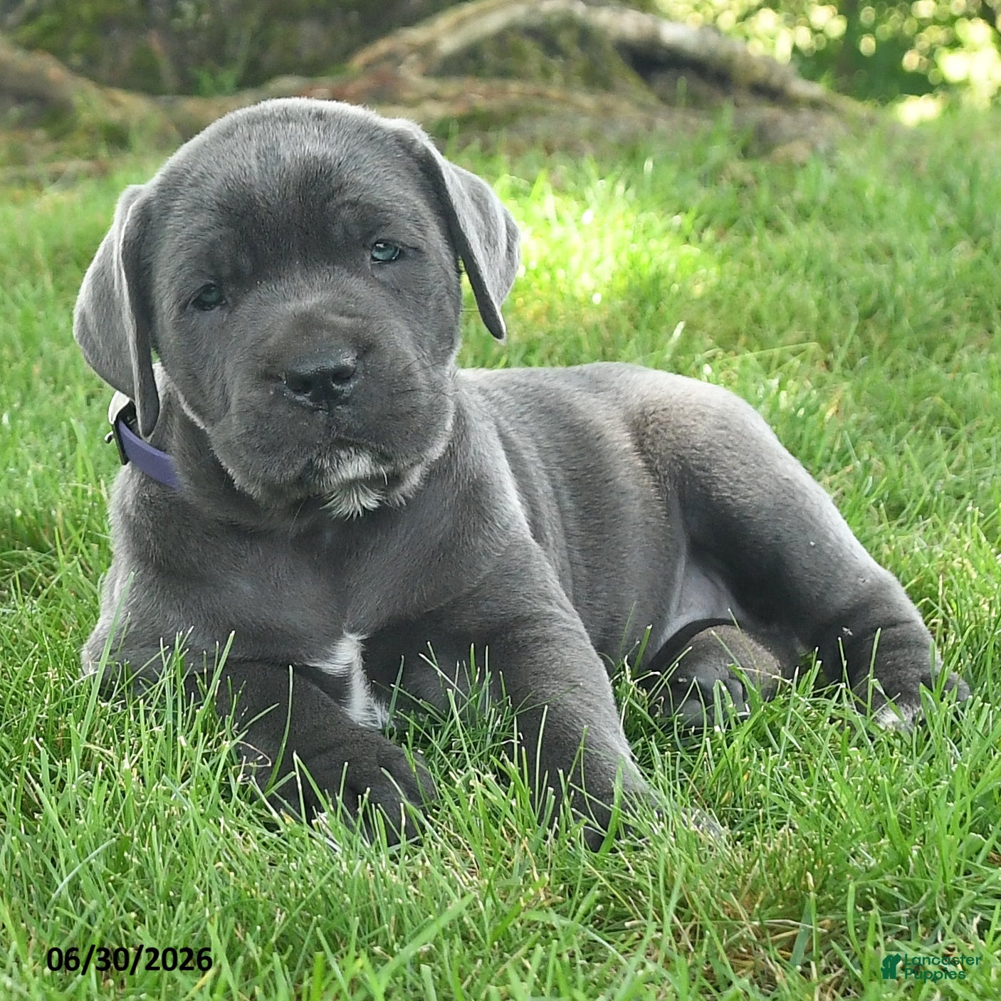 Cane Corso dogs Rosette - Ad 2
