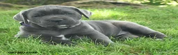 Cane Corso dogs for sale: Rosette - Ad 2