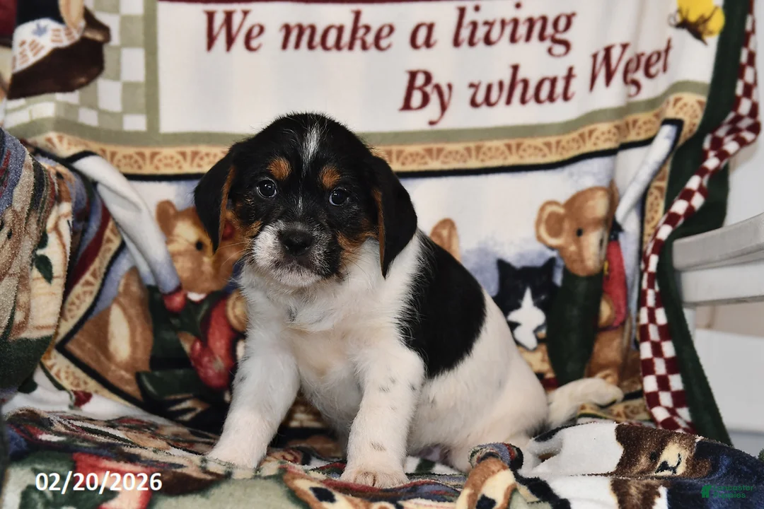 Mixed Breed dogs for sale: Ace - Ad 4