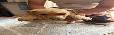 Puppy 3