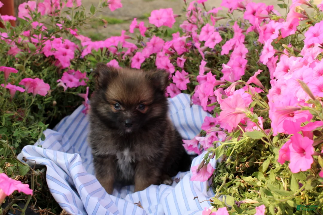 Pomeranian dogs for sale: Colton - Ad 1