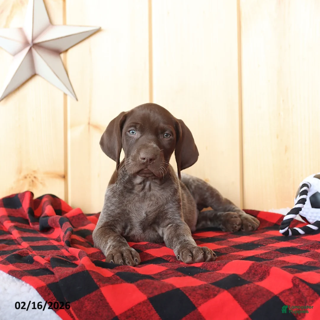 German Shorthaired Pointer dogs for sale: Blake - Ad 1
