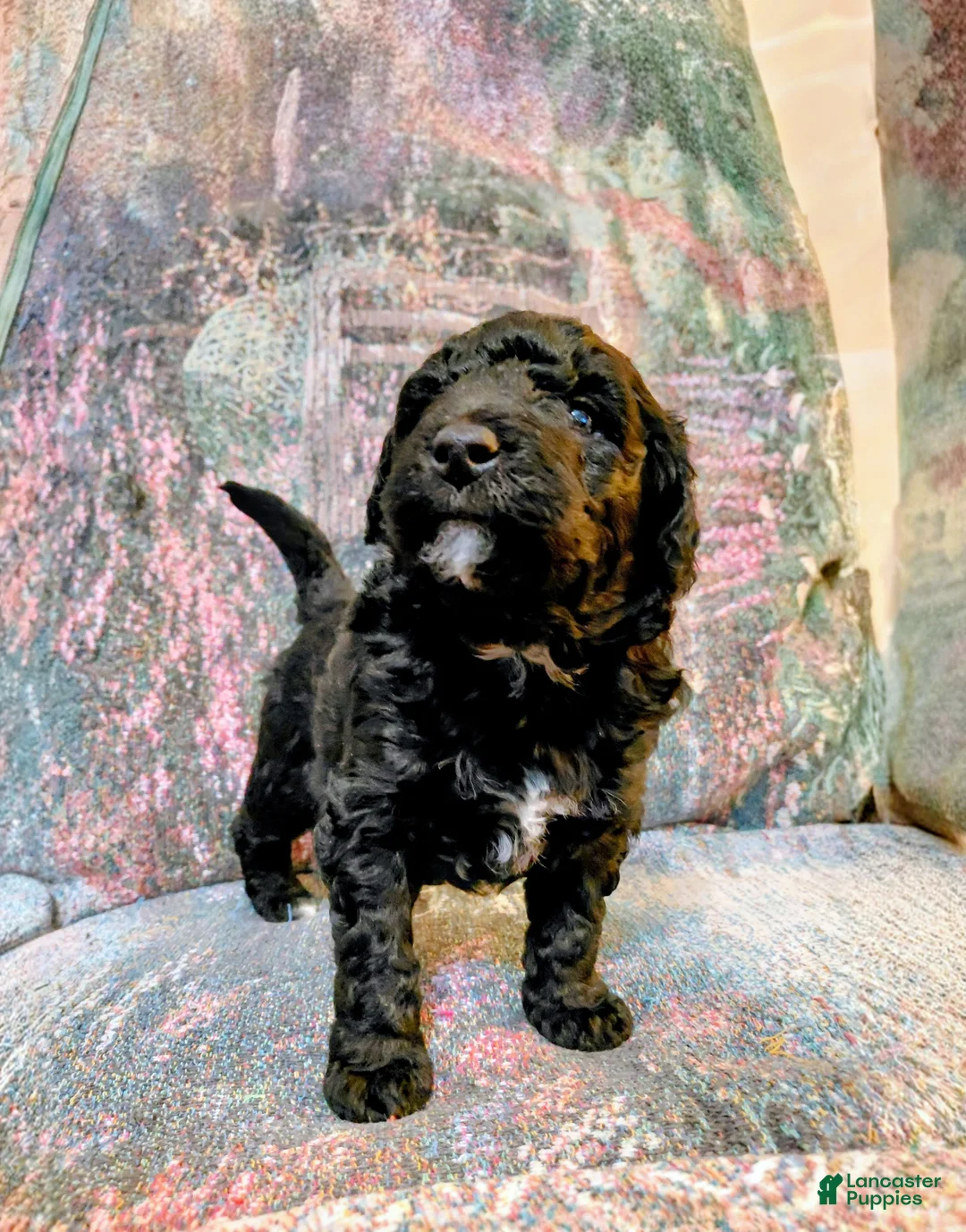 Mini Goldendoodle dogs for sale: Mini Goldendoodle DREAMER - Ad 4