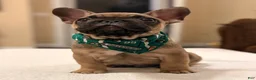 French Bulldog dogs for sale: 2 - Fawn Sable - Ad 4