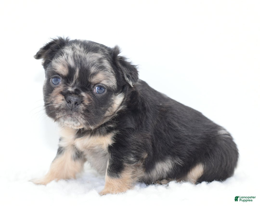 Mixed Breed dogs for sale: Chuck chocolate tri-color fluffy  - Ad 15