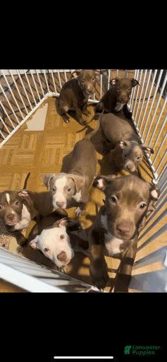 Gallery Image {{count}}