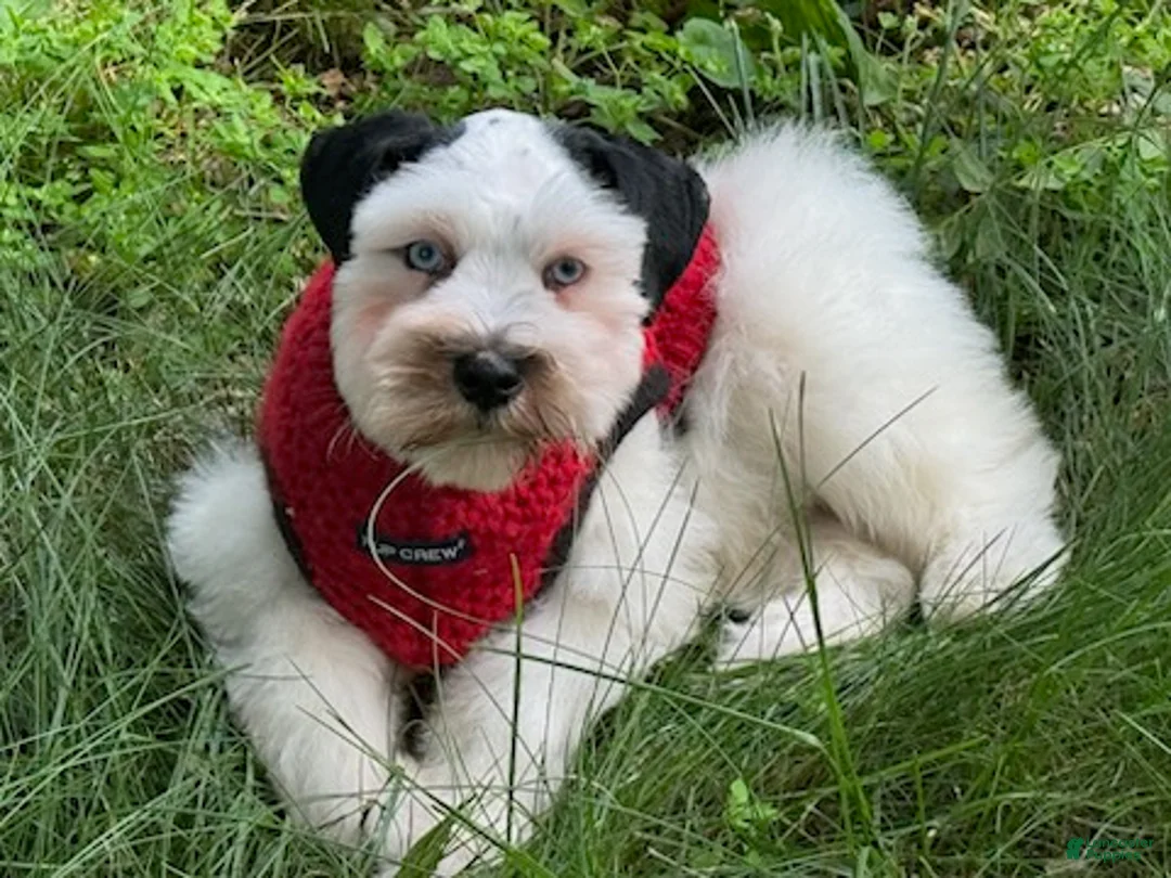 Schnauzer dogs for sale: Bandit - Ad 7