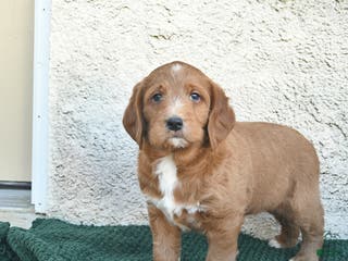 Labradoodle dogs Garland - Ad 1