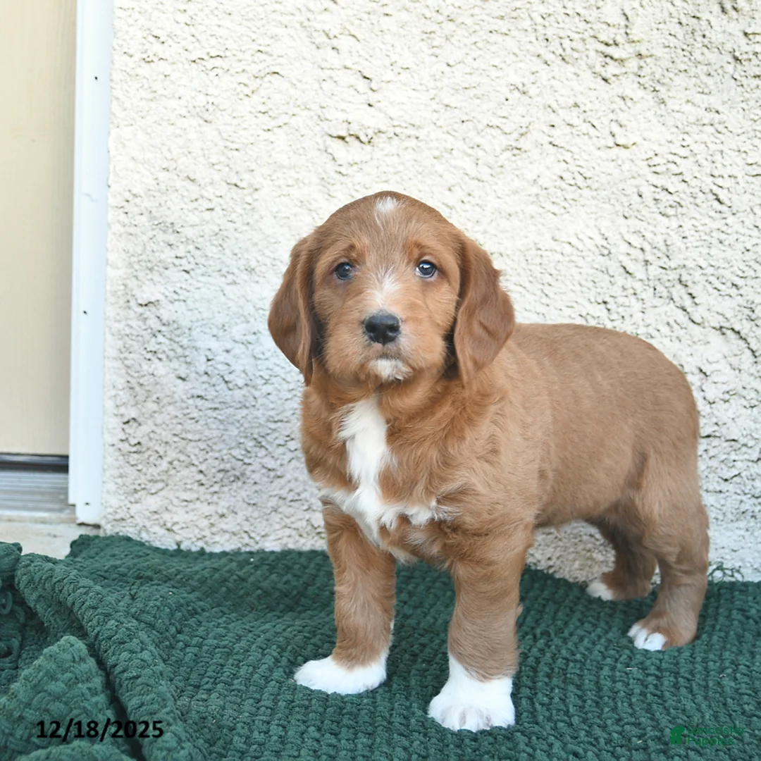 Labradoodle dogs for sale: Garland  - Ad 2