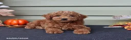 Miniature Poodle dogs for sale: Spencer  - Ad 3