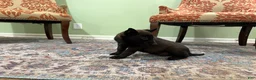 Belgian Malinois dogs for sale: Juneau - Ad 5