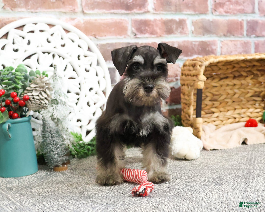 Miniature Schnauzer dogs for sale: Princeton - Ad 9