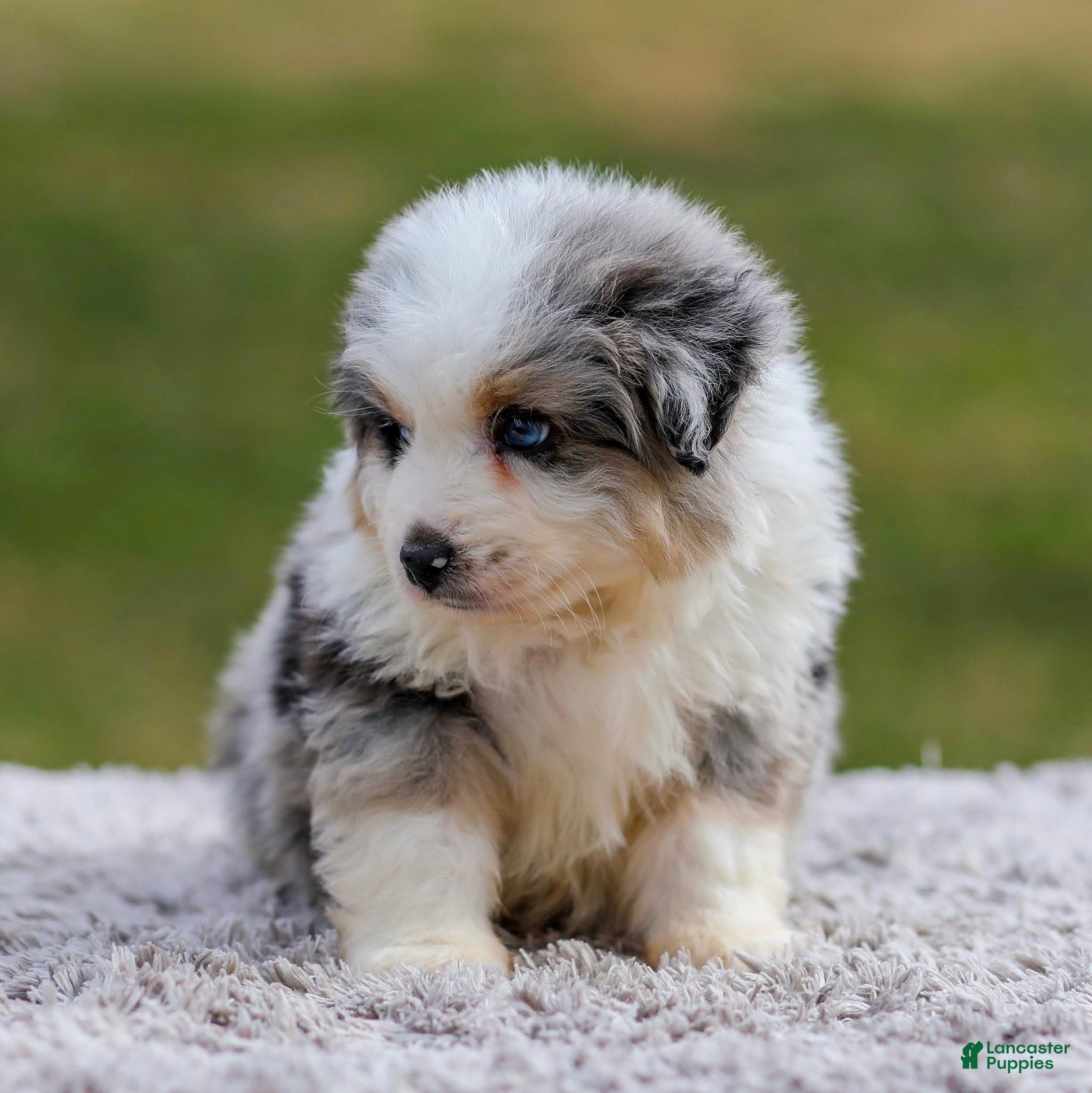 Miniature Australian Shepherd dogs Alex - Ad 2