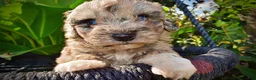 Havapoo dogs for sale: Huggles - Ad 2