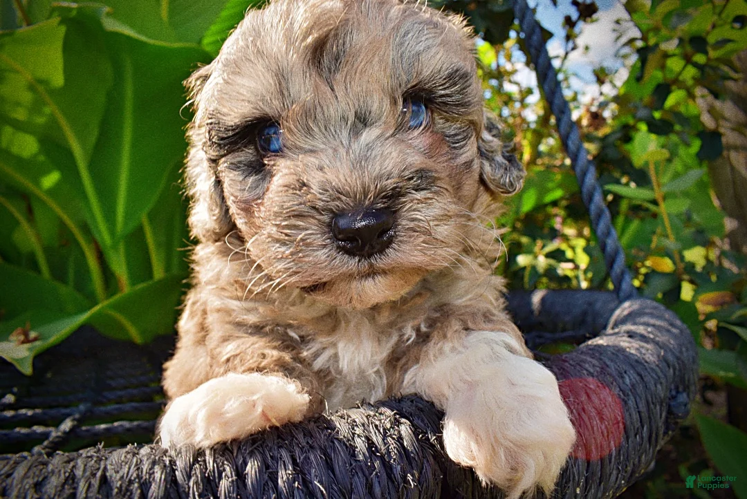 Havapoo dogs for sale: Huggles - Ad 2