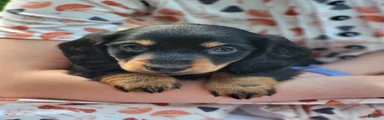 Benny