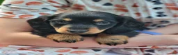 Miniature Dachshund dogs for sale: Benny - Ad 1