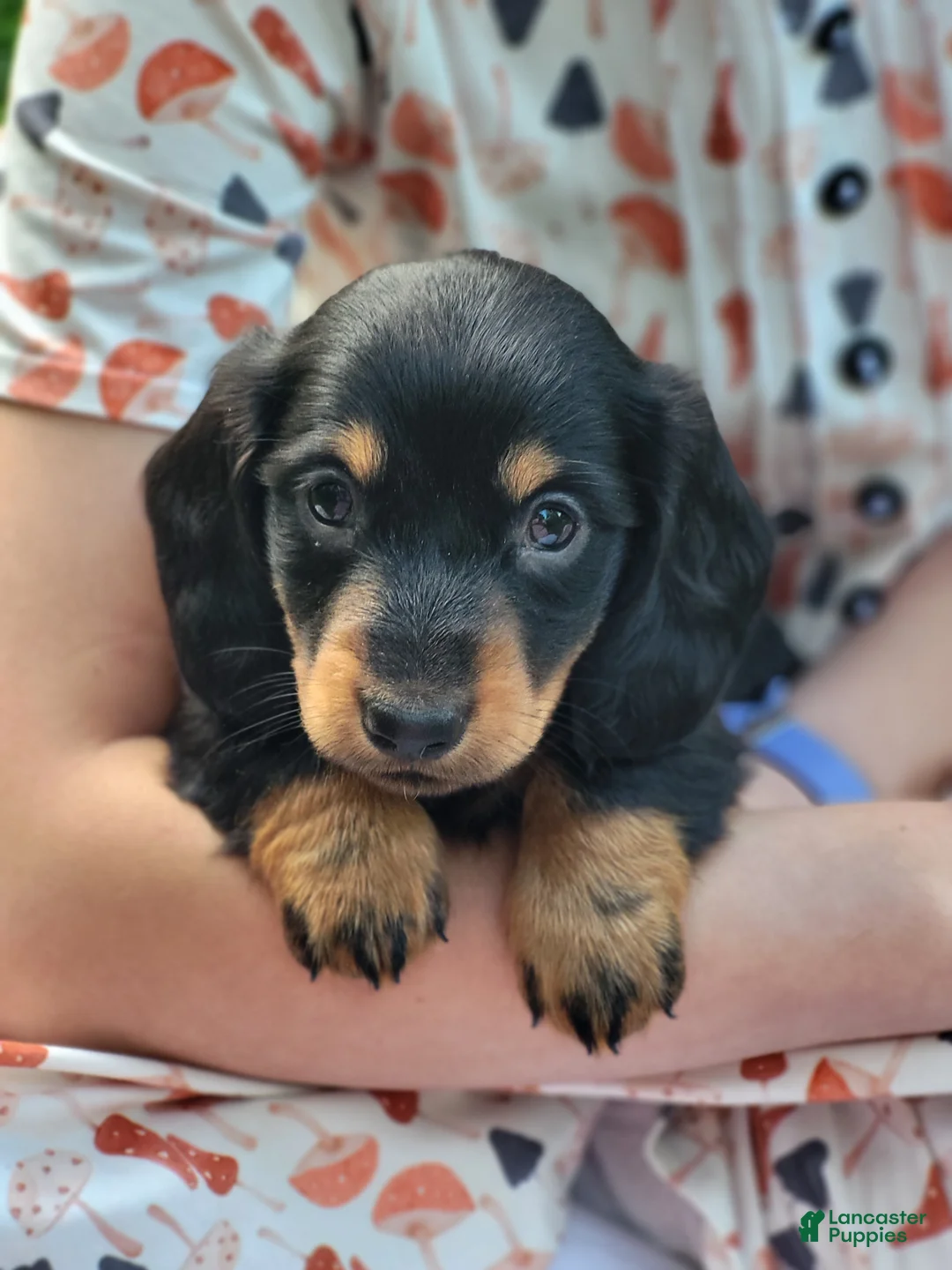 Miniature Dachshund dogs for sale: Benny - Ad 1