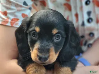 Miniature Dachshund dogs for sale: Benny - Ad 2