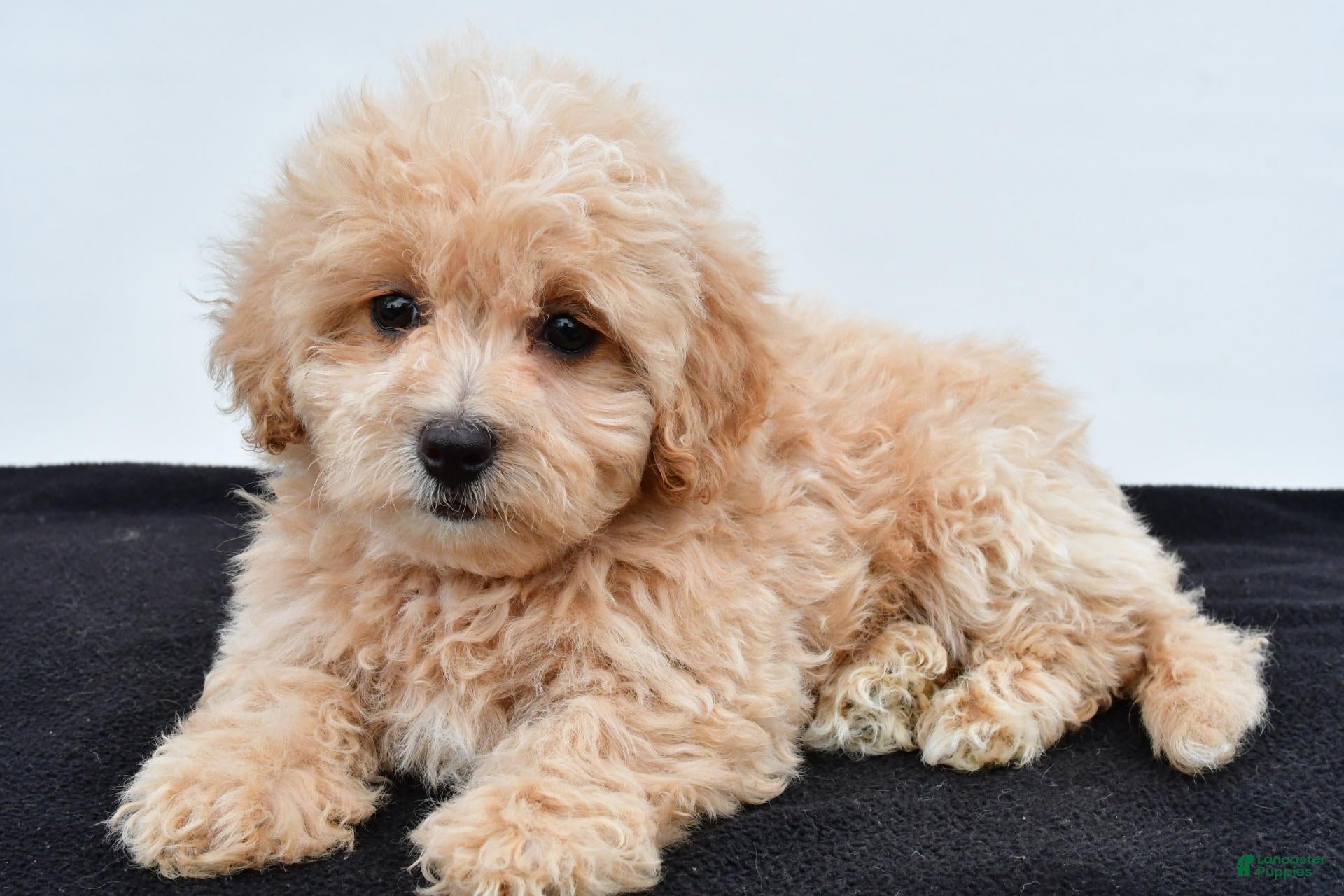 Maltipoo dogs Bella - Ad 2