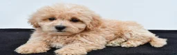 Maltipoo dogs for sale: Bella - Ad 2