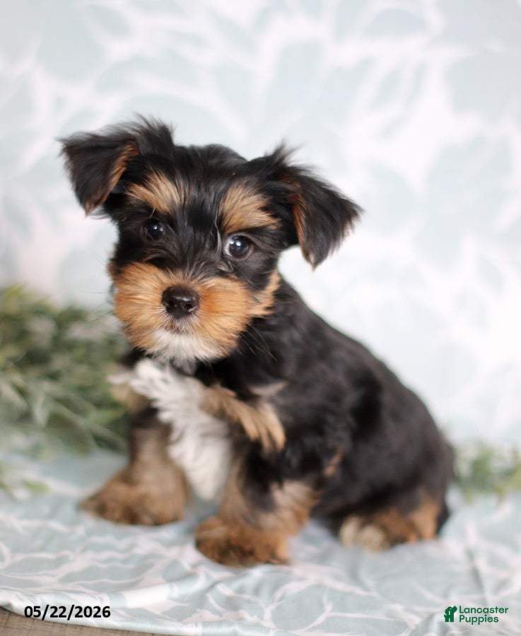 Yorkshire Terrier dogs Mike - Ad 1