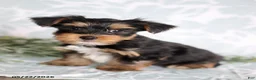 Yorkshire Terrier dogs for sale: Mike - Ad 1